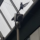 Spektakulärer Rettungseinsatz für „Batman-Taube“
