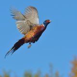 Burgenland: Verbot des Aussetzens gezüchteter Fasane und Enten in Begutachtung