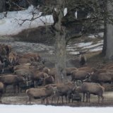 VGT fordert Ende der Fütterung von Wildtieren für die Jagd