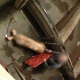 Skandal-Schlachthof: VGT ortet behördliches Versagen