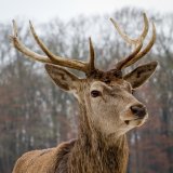 Wissenschaftliche Studie zeigt: Winterfütterung für Rehe (und Hirsche) sogar ungesund!