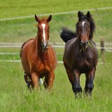 Offener Brief an Innenminister Peschorn
