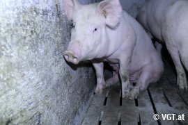 Schwein auf Vollspaltenboden
