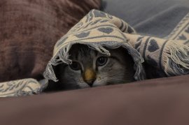 Katze