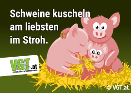 Eine Schweinefamilie im Stroh