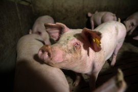 Schweine auf Vollspaltenboden