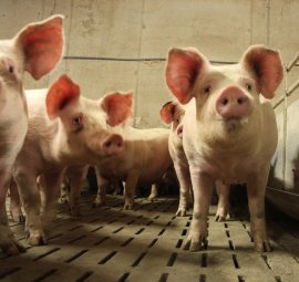 Schweine auf Spaltenboden