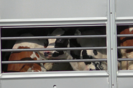 Bild eines verängstigten Kalbs in einem Tiertransporter