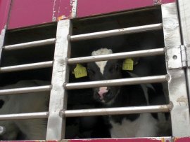 Kälber auf einem Tiertransporter