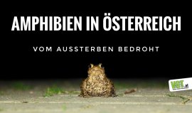 Sujet Krötenwanderung
