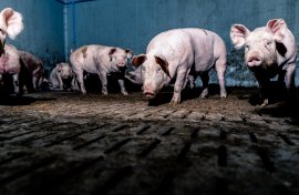 Schweine auf Vollspaltenboden