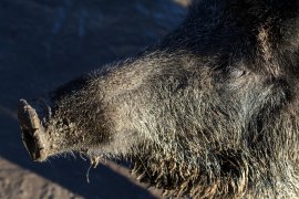 Wildschwein-Rüssel