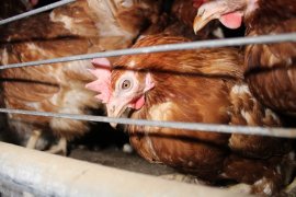 eingesperrtes Huhn