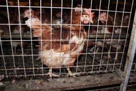 eingesperrtes Huhn 2