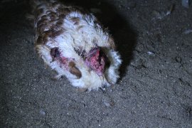 verletztes Huhn