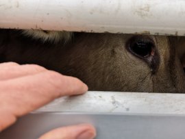Tiertransport