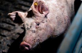 Schwein auf Vollspaltenboden