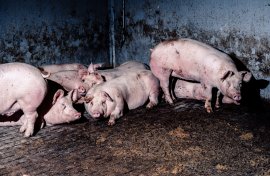 Schweine auf Vollspaltenboden