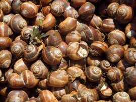 Speiseschnecken