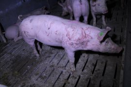 zerkratztes Schwein