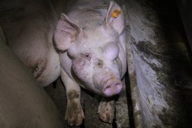 Schwein mit Beulen