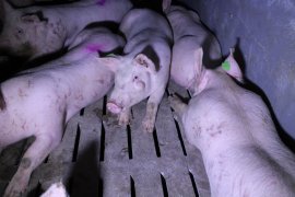 Schwein mit Beule auf Vollspaltenboden
