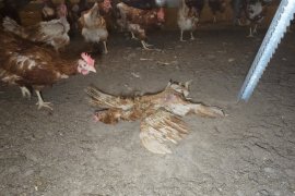 totes Legehuhn