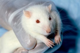Ratte im Labor