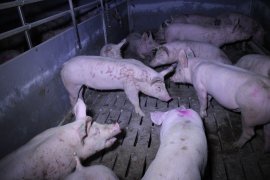 zerkratze Schweine