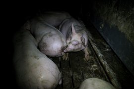 Schwein mit Beulen im Gesicht