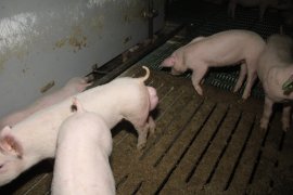 Schwein auf Vollspaltenboden