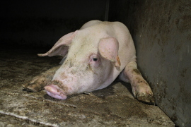 Schwein auf Vollspaltenboden 2