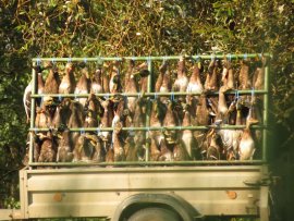 tote Enten