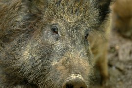 Wildschwein