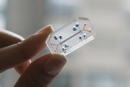 Organ on a chip Modell