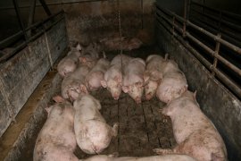 Schweine auf Vollspaltenboden