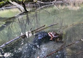 Springfrösche Ablaichen