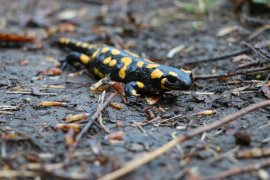 Feuersalamander