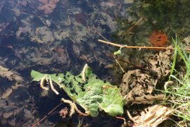 Kaulquappen im Teich