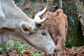 Kalb und Mutter