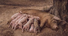 Ferkel und Mutter