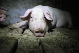 Schweine auf Vollspaltenboden