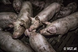 Mit Kot verschmutzte Schweine