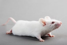 Labormaus