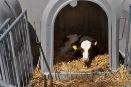 Kalb im Kälberiglu