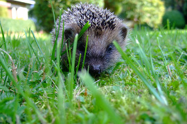 Igel