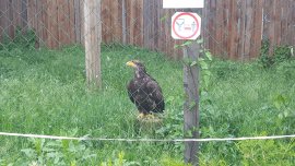 Weißkopfseeadler