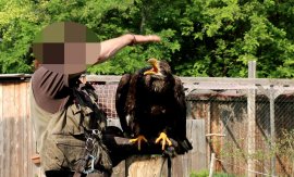 Weißkopfseeadler 2