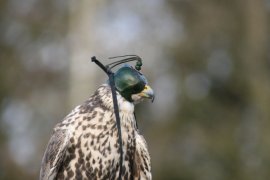 Falke mit Haube