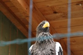 Adler